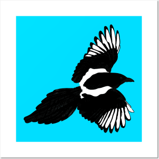 Magpie in flight Posters and Art